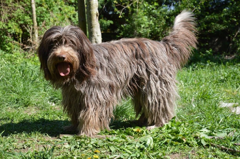 Gaïa choco dite gaynor Du bois des nonnes