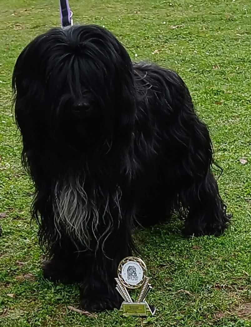 Vayla magic Du bois des nonnes