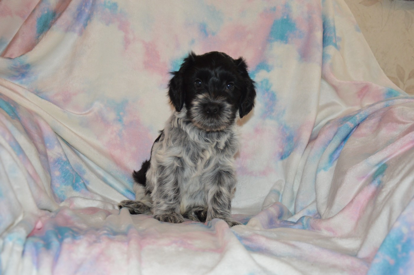 Chiots cherchent leur famille