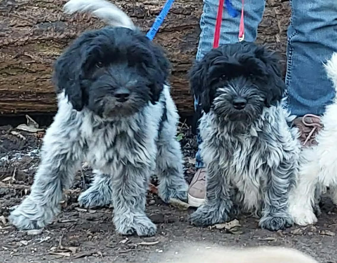 AÏDAN et ARELIS SONT TOUJOURS DISPONIBLES