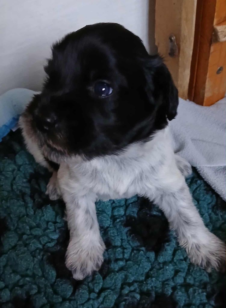 Du bois des nonnes - Chiots disponibles