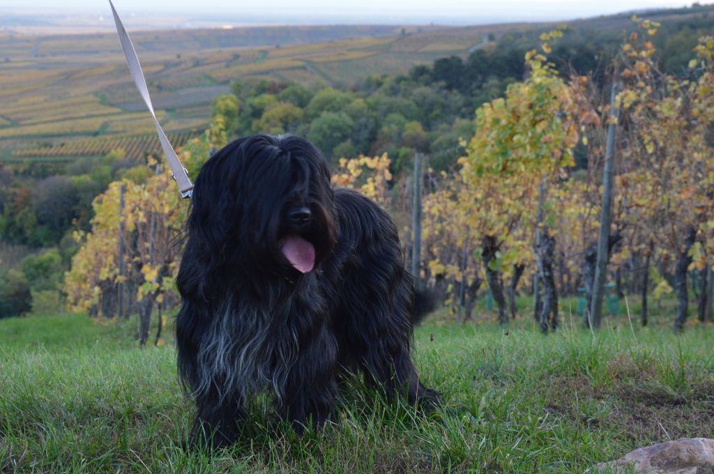 Du bois des nonnes - Nollaig chien visiteur