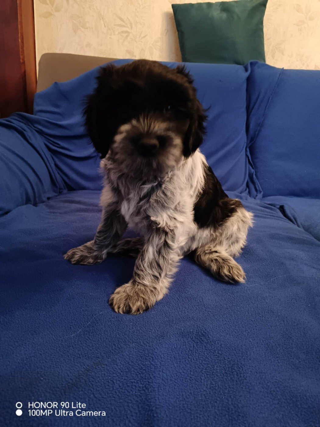 Du bois des nonnes - Chiots disponibles - Schapendoes