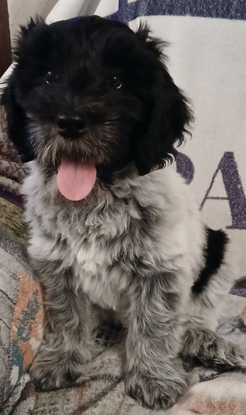 Du bois des nonnes - Chiots disponibles - Schapendoes