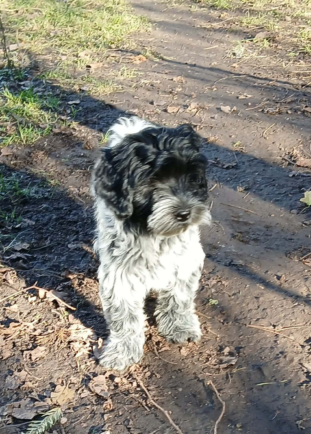 Du bois des nonnes - Chiots disponibles - Schapendoes