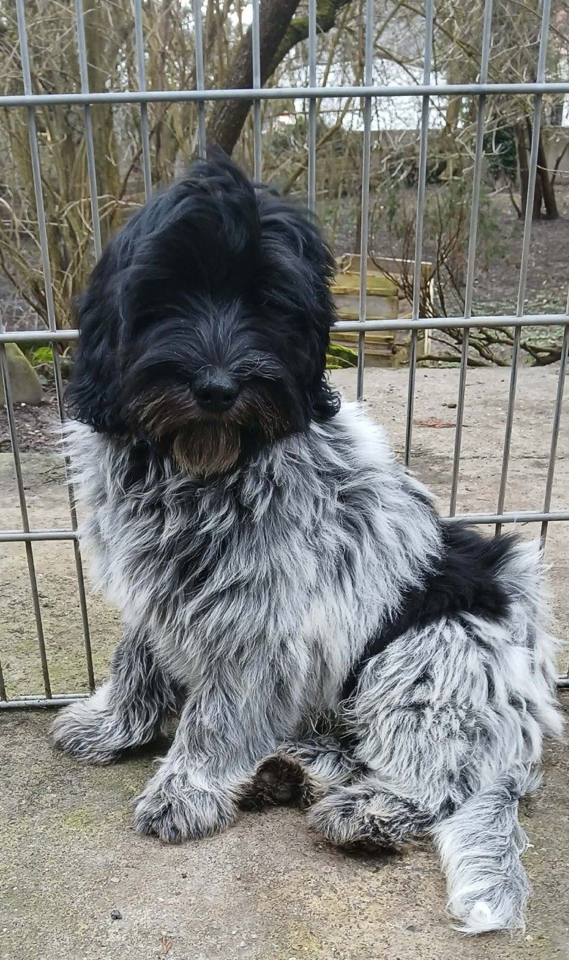 Du bois des nonnes - Chiots disponibles - Schapendoes