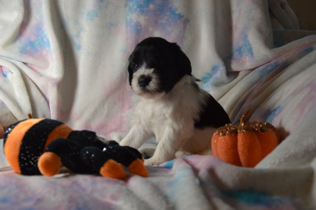Du bois des nonnes - Chiots disponibles - Schapendoes