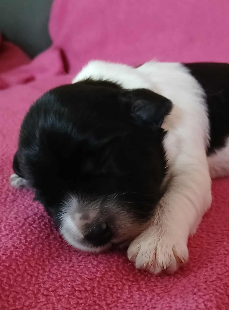 Du bois des nonnes - Chiots disponibles - Schapendoes