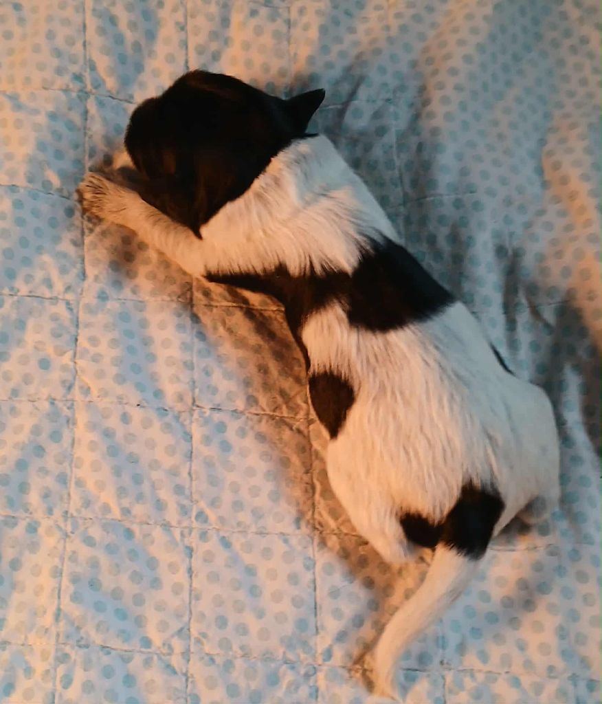 Du bois des nonnes - Chiots disponibles - Schapendoes