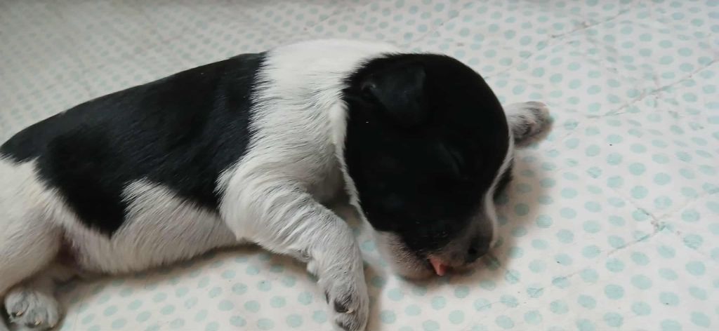 Du bois des nonnes - Chiots disponibles - Schapendoes