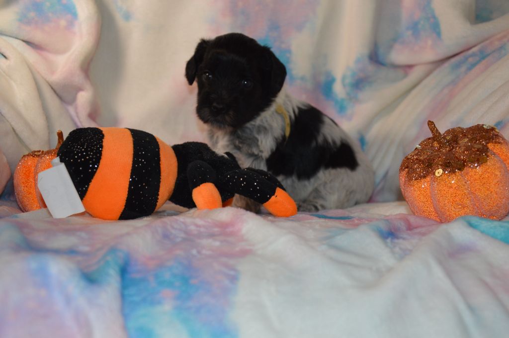 Du bois des nonnes - Chiots disponibles - Schapendoes