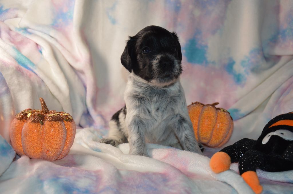 Du bois des nonnes - Chiots disponibles - Schapendoes