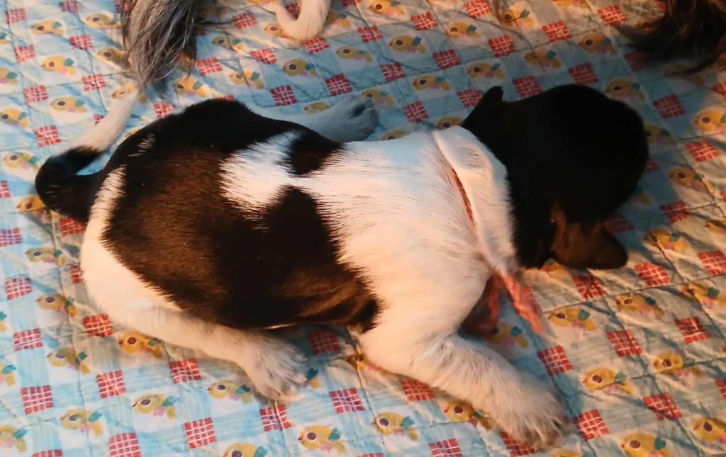 Du bois des nonnes - Chiots disponibles - Schapendoes