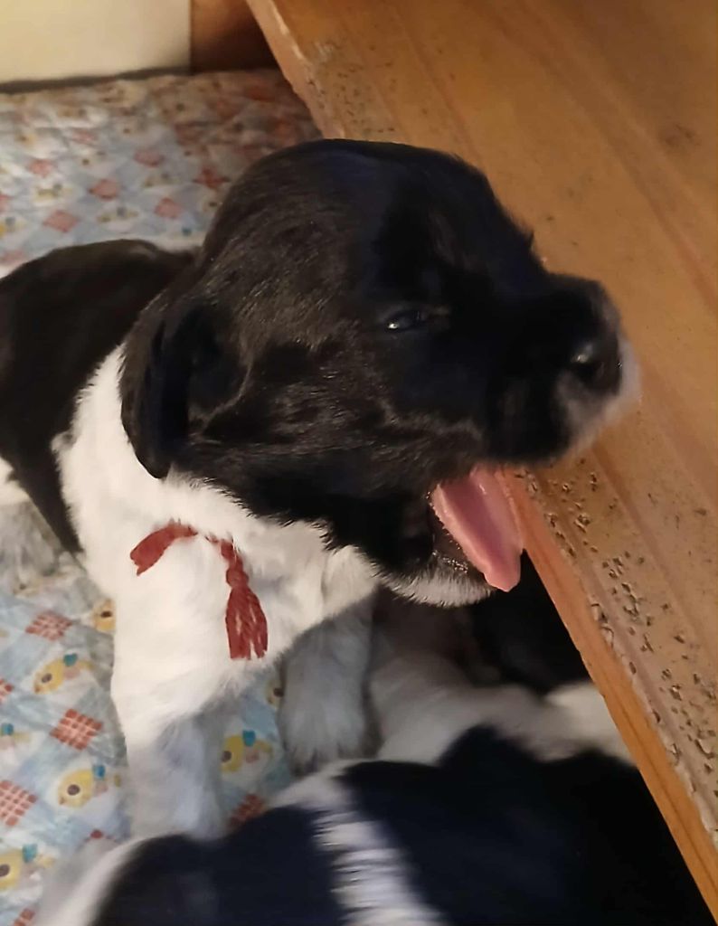 Du bois des nonnes - Chiots disponibles - Schapendoes