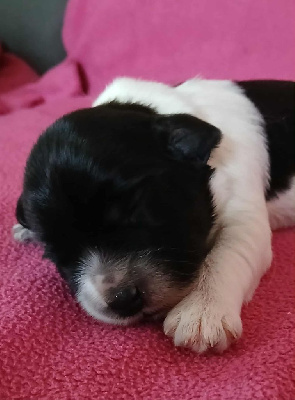 CHIOT