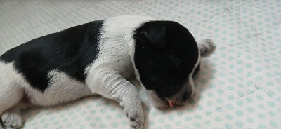 CHIOT