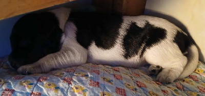 CHIOT