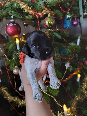 CHIOT