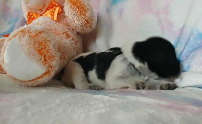 CHIOT