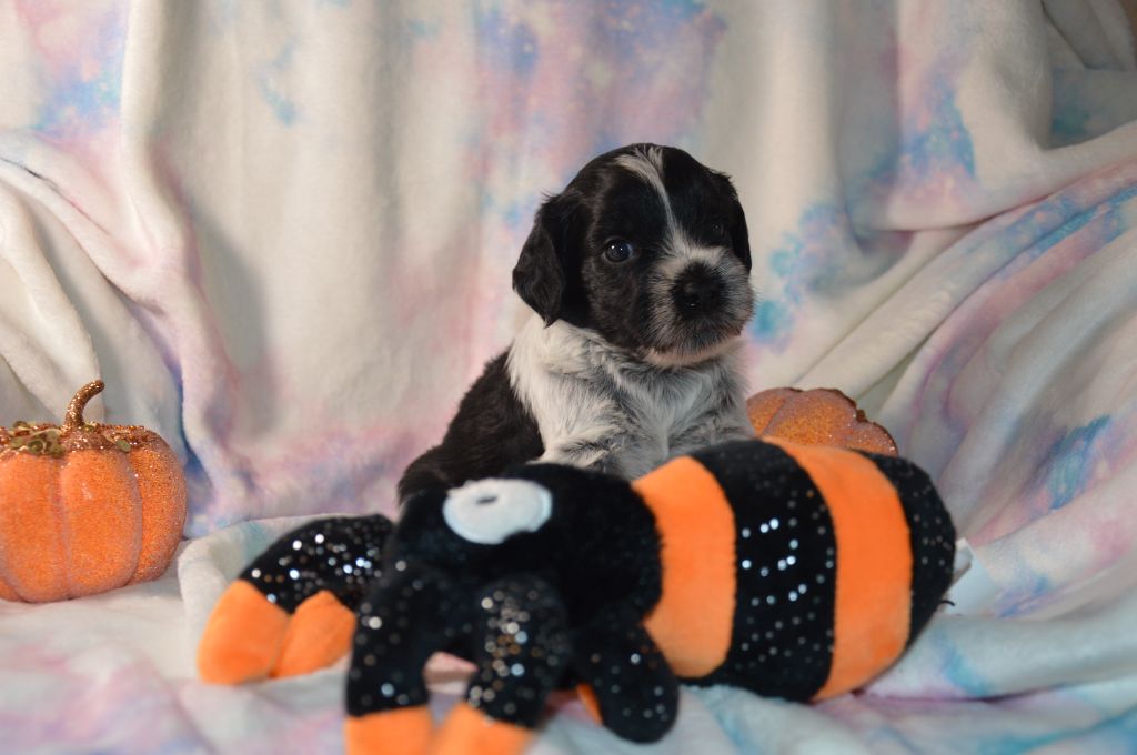 Du bois des nonnes - Chiots disponibles - Schapendoes