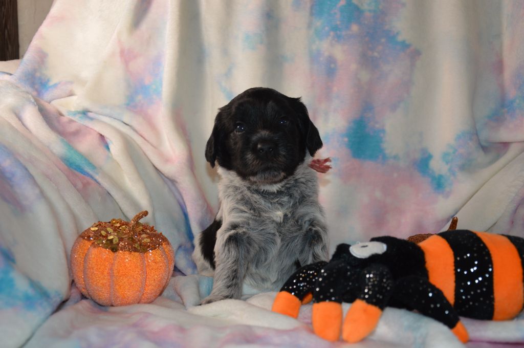 Du bois des nonnes - Chiots disponibles - Schapendoes