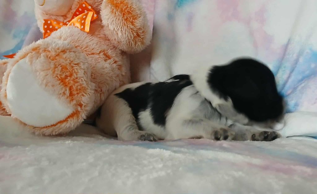Du bois des nonnes - Chiots disponibles - Schapendoes